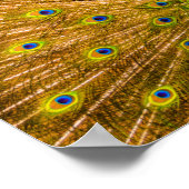 Pfau, Silberfälle, Kauai, Hawaii Vertikal Poster (Ecke)