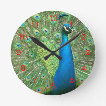 Pfau-Spreize-Uhr Red2