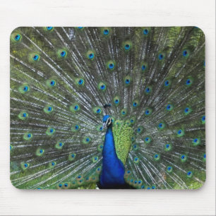 Pfau Strutting Mousepad