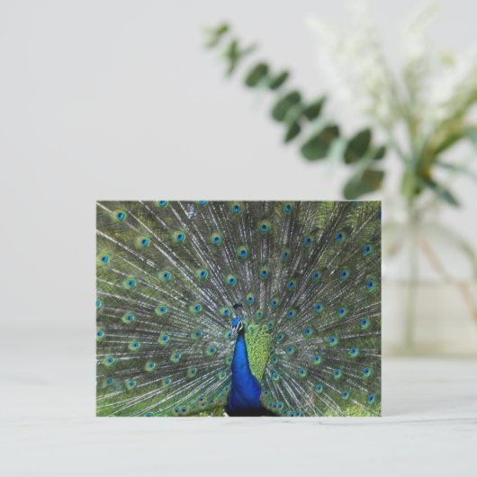 Pfau Strutting Postkarte (Stehend Vorderseite)