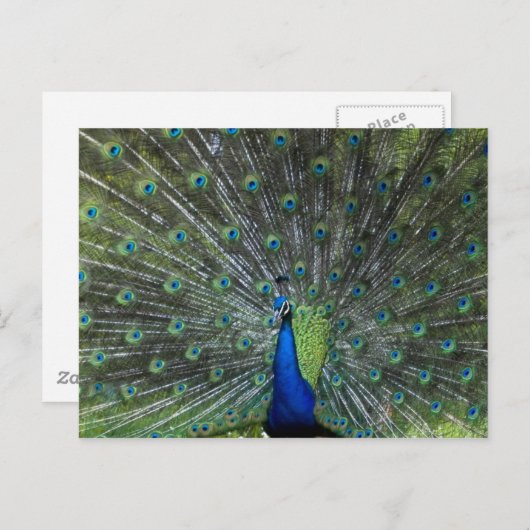 Pfau Strutting Postkarte (Vorne/Hinten)