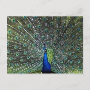 Pfau Strutting Postkarte