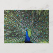 Pfau Strutting Postkarte (Vorderseite)