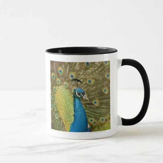 Pfau strutting tasse (Rechts)