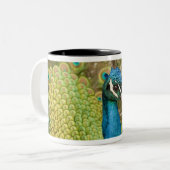 Pfau strutting zweifarbige tasse (Vorderseite Links)