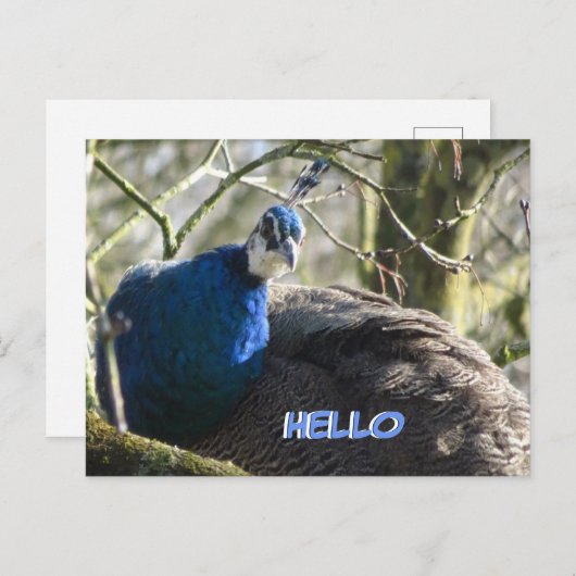 Pfau Tree HELLO Postkarte (Vorne/Hinten)