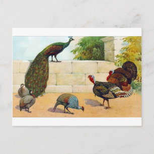 Pfau, Truthahn & Perlhuhn Postkarte