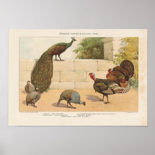 Pfau, Türkei, -Guinea Poster (Vorne)
