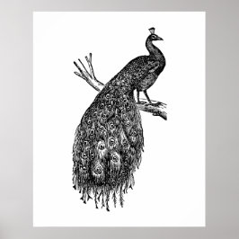 Pfau, Tuschezeichnung.  Poster