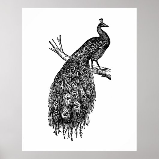 Pfau, Tuschezeichnung. Poster (Vorne)