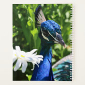 Pfau und Daisy Planer (Rückseite)