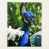 Pfau und Daisy Planer (Vorderseite)