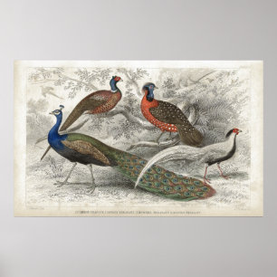 Pfau und Fasan-antiker Lithographiedruck Poster