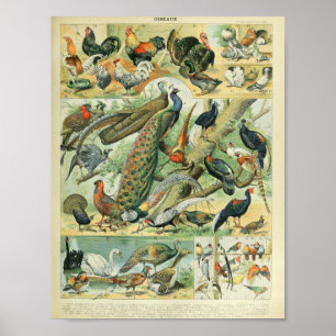Pfau- und Fasanen-Vintage-Wildlife-Kunst Poster