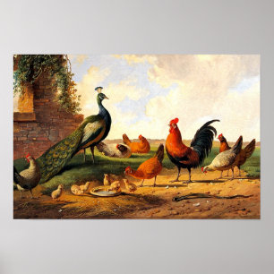 Pfau und Hühner Poster