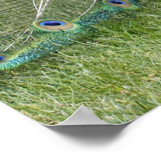 Pfau- und Pfahenposter Poster (Ecke)