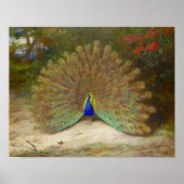 Pfau und Pfauenschmetterling, KunstIllustration Poster (Vorne)