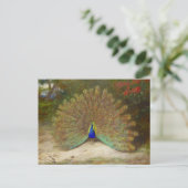 Pfau und Pfauenschmetterling, KunstIllustration Postkarte (Stehend Vorderseite)