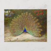 Pfau und Pfauenschmetterling, KunstIllustration Postkarte (Vorderseite)