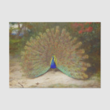 Pfau und Pfauenschmetterling, KunstIllustration