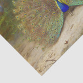Pfau und Pfauenschmetterling, KunstIllustration Seidenpapier (Ausschnitt)