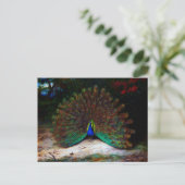 Pfau und Pfauenschmetterling Postkarte (Stehend Vorderseite)