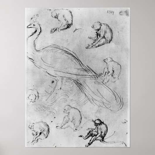 Pfau und sechs Affen Poster (Vorne)