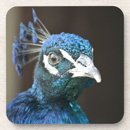 Pfau Untersetzer (Vorderseite)