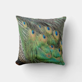 Pfau versieht grüne und blaue Farben TANs mit Kissen