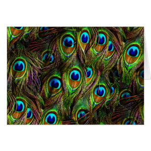 Pfau versieht Invasion mit Federn