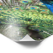 Pfau vieler Farben Fotodruck (Ecke)