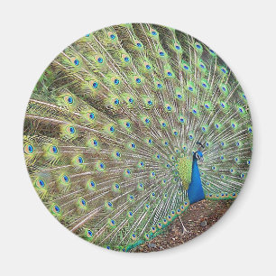 Pfau-Vogel-Feder-Tier-Tier-Magnet Magnet