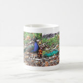 Pfau-Vogel-Feder-Tier-Tiere Kaffeetasse (Mittel)