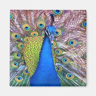 Pfau-Vogel-Feder-Tier-Tiere Magnet