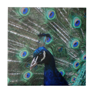 Pfau-Vogel-Fliese Fliese