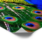 Pfau von Liebe_Poster Poster (Ecke)