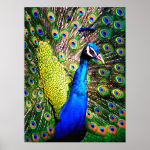 Pfau von Liebe_Poster Poster
