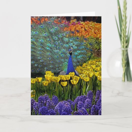 Pfau von Tulips Karte (Vorderseite)