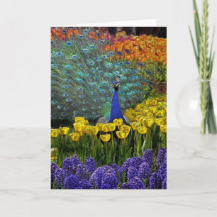Pfau von Tulips Karte