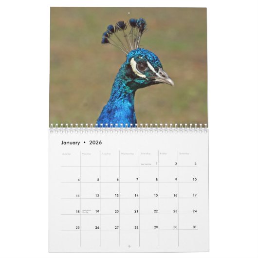 Pfau-Wandkalender Kalender (Jan 2026)