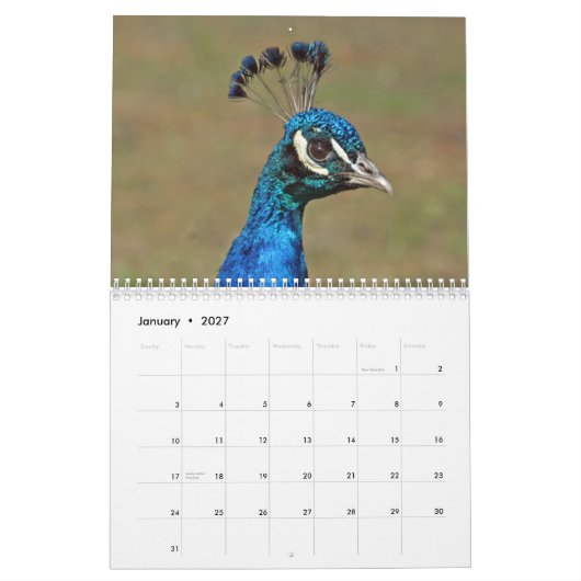 Pfau-Wandkalender Kalender (Jan 2027)
