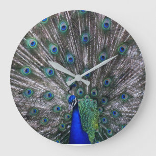 Pfau-Wanduhr Große Wanduhr