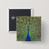 Pfau zeigt seine Federn Button (Vorne & Hinten)