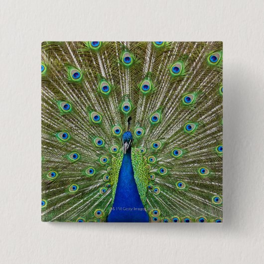 Pfau zeigt seine Federn Button (Vorderseite)