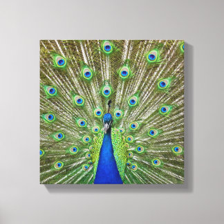 Pfau zeigt seine Federn Leinwanddruck
