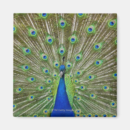 Pfau zeigt seine Federn Magnet (Vorne)