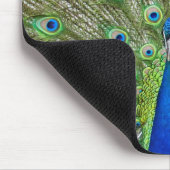 Pfau zeigt seine Federn Mousepad (Ecke)