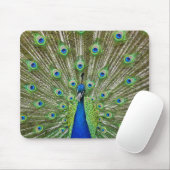 Pfau zeigt seine Federn Mousepad (Mit Mouse)
