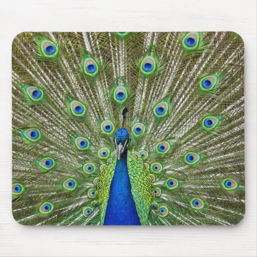 Pfau zeigt seine Federn Mousepad (Vorne)