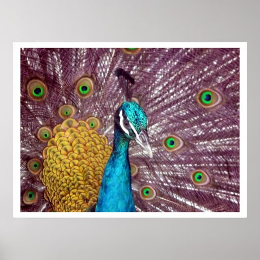 Pfau zeigt Stolz Poster (Vorne)